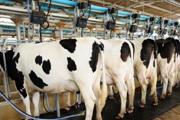 CABLOFIL® IS THE CREAM OF THE CROP AT WESTBURY DAIRIES